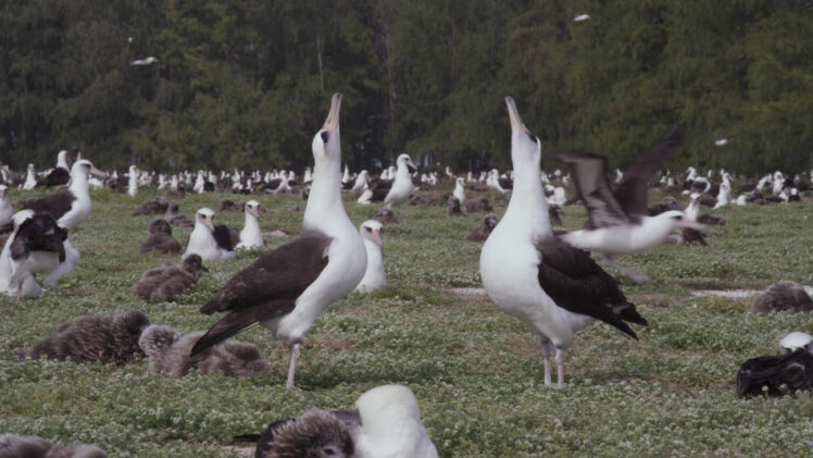 Albatross