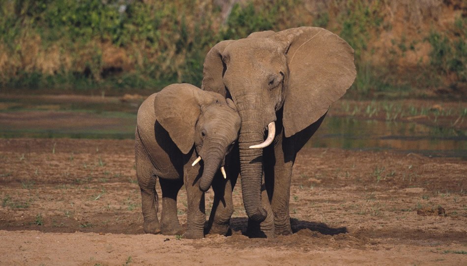 An Apology to Elephants