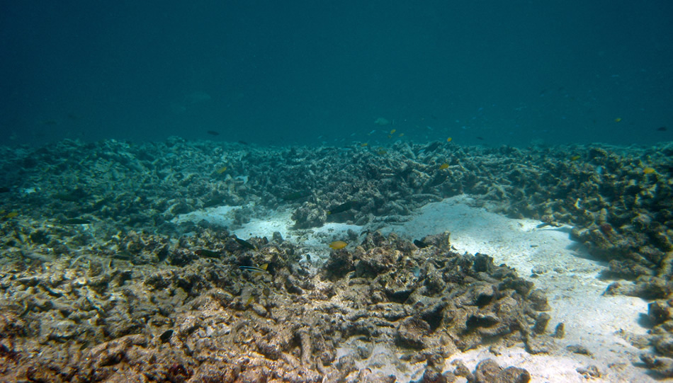 Battle for the Reef