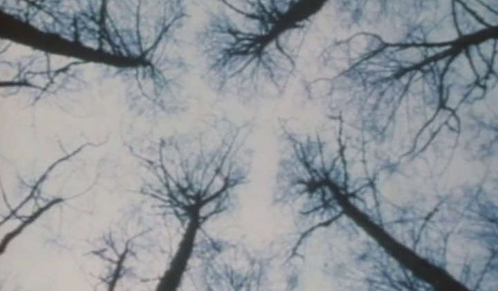 Bones of the Forest