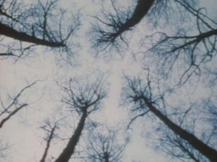 Bones of the Forest