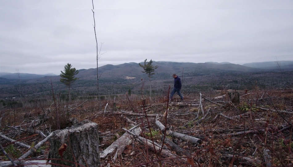 Burned: Are Trees the New Coal?