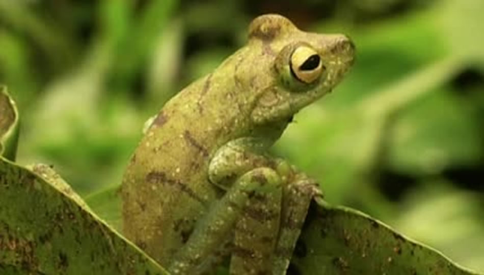 Call of Life — Facing the Mass Extinction