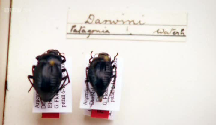 Charles Darwin and the Tree of Life