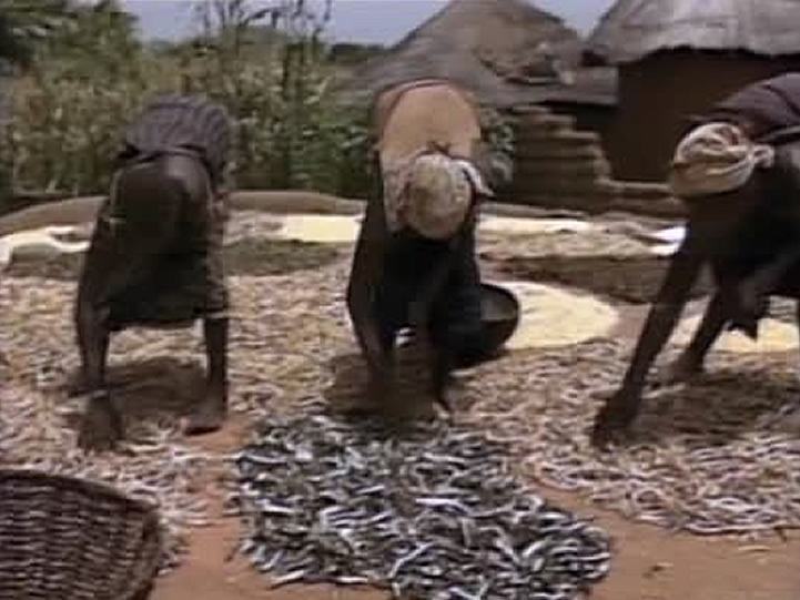 Food or Famine
