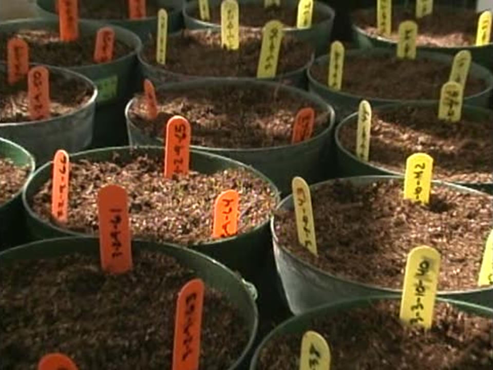 Genetically Modified Food — Panacea or Poison?
