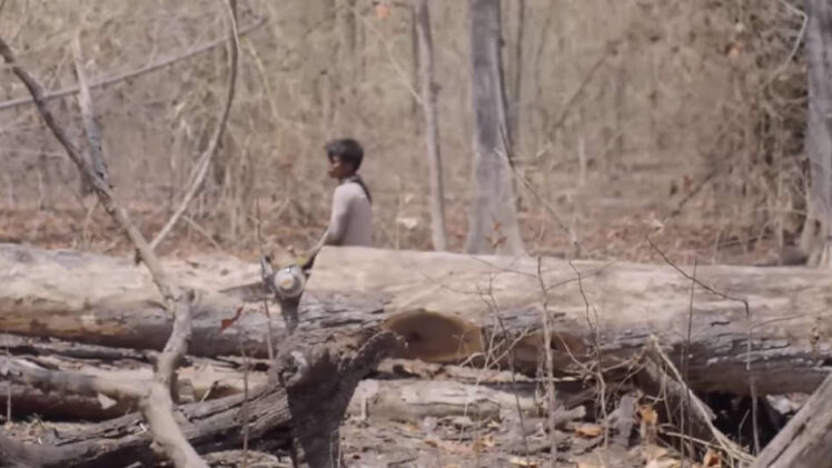 Killing For Wood