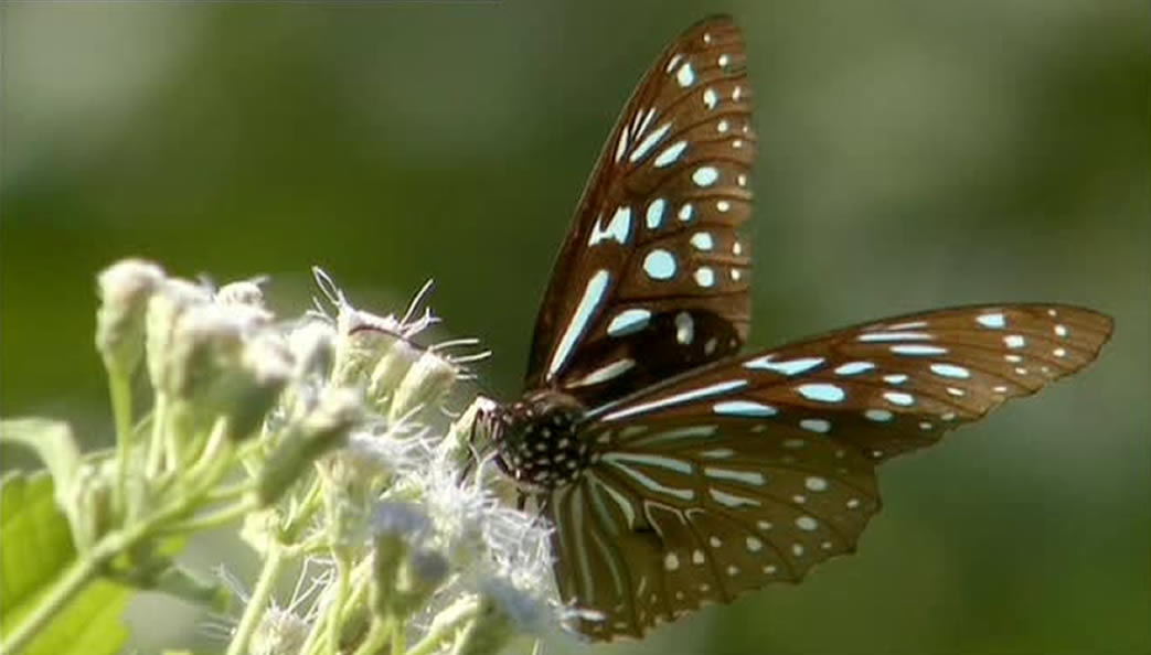 Life In The Undergrowth