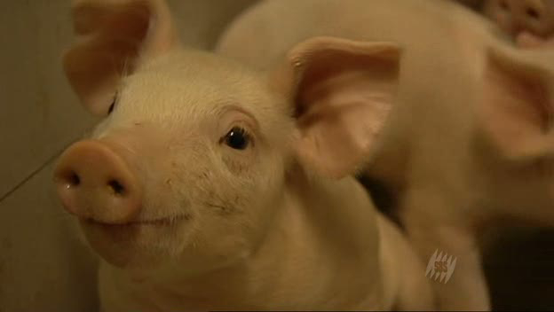 Monsanto — Patent For A Pig