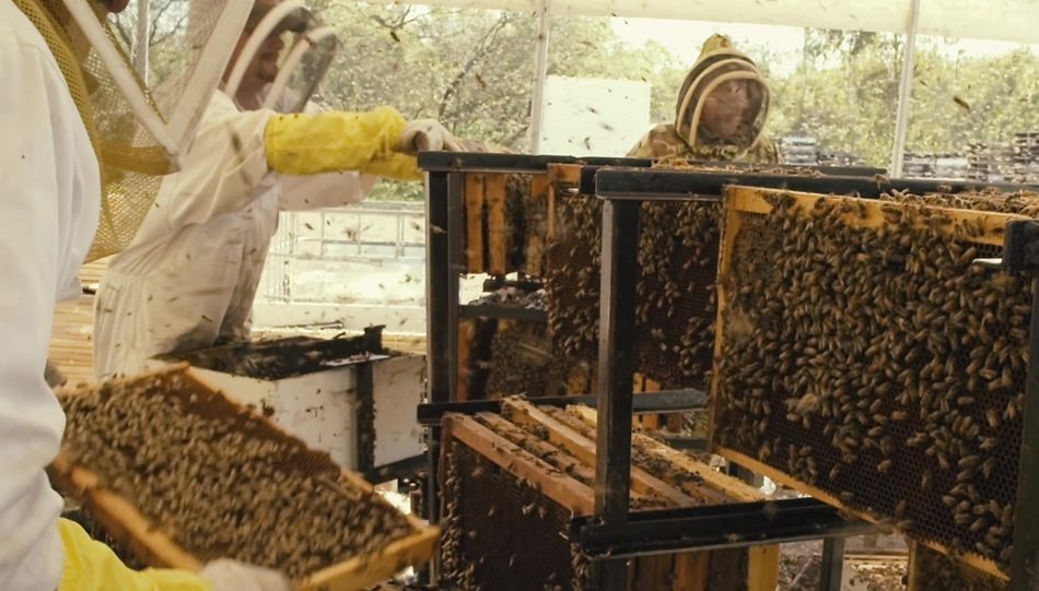 More Than Honey