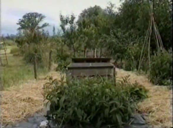 Permaculture In Practice