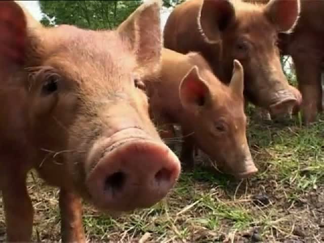 Pig Business