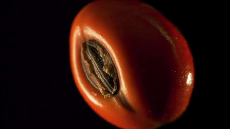 Seed–The Untold Story