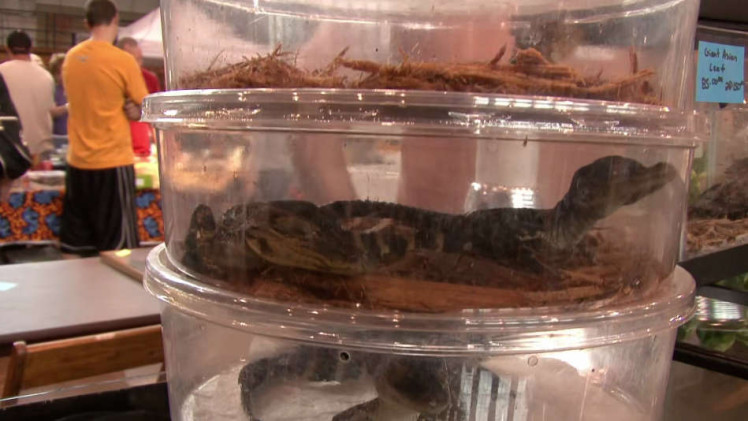 The Elephant in the Living Room