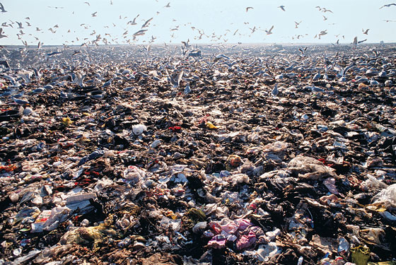 The Hidden Life of Garbage