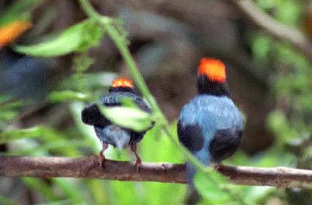 The Life of Birds