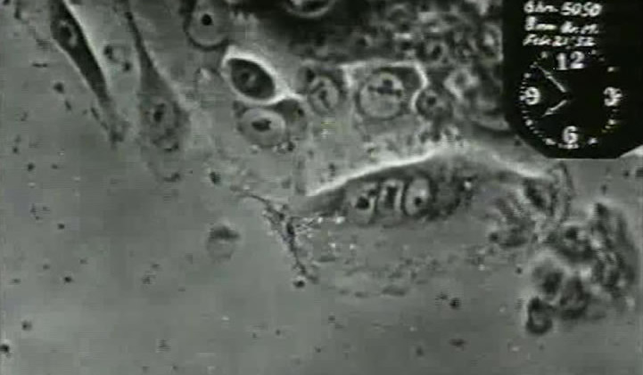 The Way of All Flesh