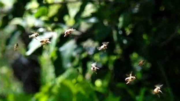 Vanishing of The Bees