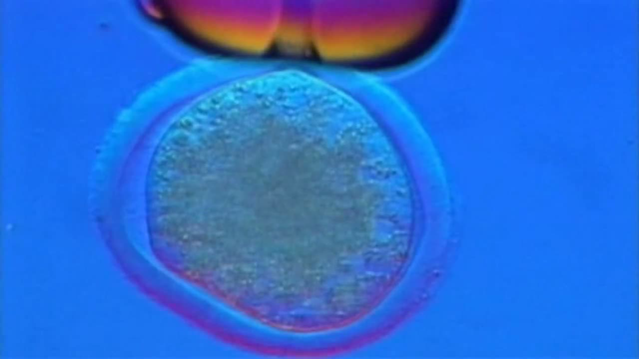 Who’s Afraid of Designer Babies?