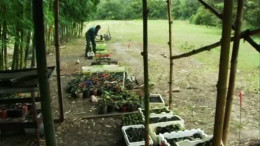 Establishing A Food Forest The Permaculture Way