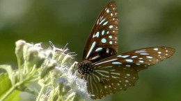 Life In The Undergrowth