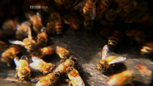 Who Killed The Honey Bee?